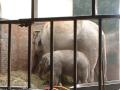 Liten baby-elefant i Zoo!