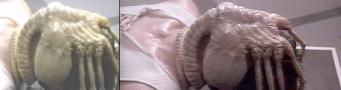 S�nn ekkel 