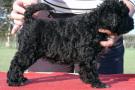 Hunden v�r!
