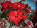 Julestjerne