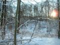 Kul skog og morsomt lys