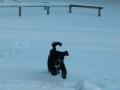 Glad hund!