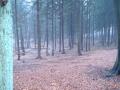 Kul skog
