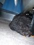 Tr�tt Neptun med hodet stikkende ut