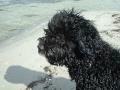 V�t vannhund