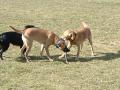 Buster og Ramses sl�ss om en pinne