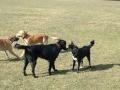 Buster, Ramses, gjesten og Luna