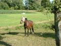 En hest med hette