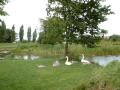 Svanefamilien i Valbyparken