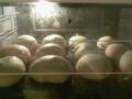 Boller!