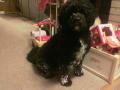 Portugisisk sn�hund