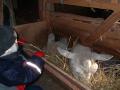 Sara hilser p� sauene