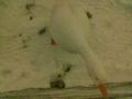 G�s
