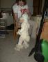 Siste flikking p� sauekostyme