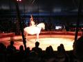 Hest p� sirkus