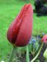 Tulipan