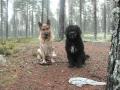 To glade hunder p� tur i skogen