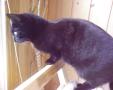 C ser p� nabokatten i vinduet