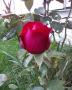 Ingrid Bergman-rose