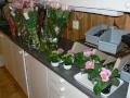 Kl. 22 Primula i vannbad